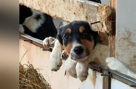 The Dog Rescuers: Episode 1