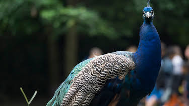 03:45: The Bronx Zoo (S2 E2) (S2) | Animal Planet | 7/11 2025