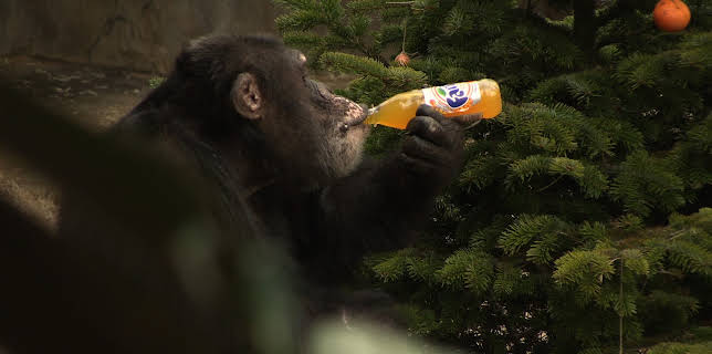 04:30: Dyrepasserne | TV 2 | 10/15 2025