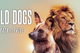 Wild Dogs: Pack Vs. Pride S1: Back with the Packs