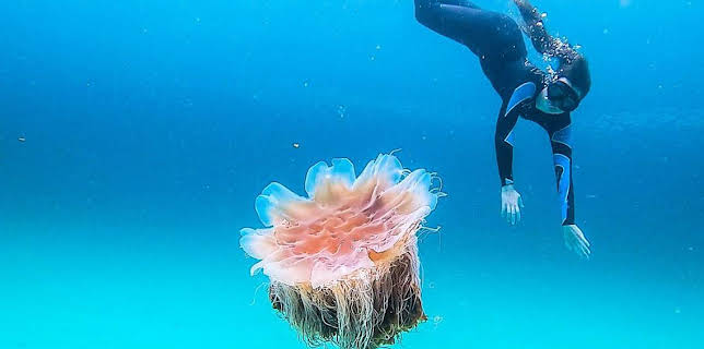 7:30 PM: Miann na Maighdinn-mara/Mermaid Tales (S2 E1) (S2) | BBC Alba | 11/15 2025