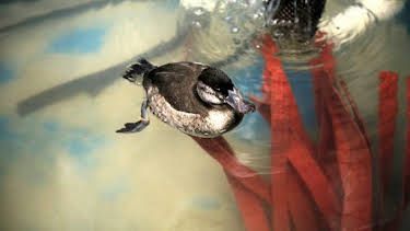 9:00 AM: The Aquarium (S1) | Discovery Channel | 8/20 2026
