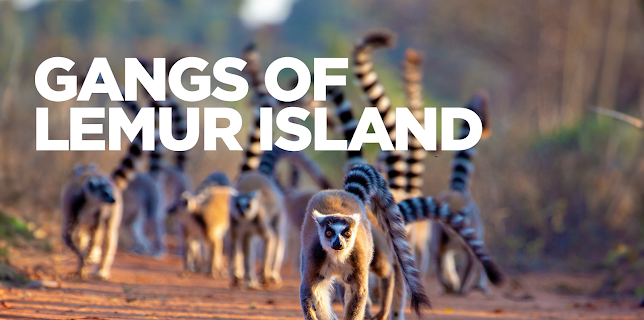 Gangs Of Lemur Island