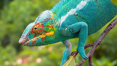 5:15 PM: Madagascar | BBC Two | 1/5 2026