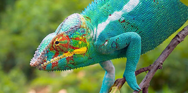 4:15 PM: Madagascar | BBC Two | 1/5 2026