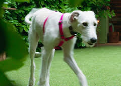 Hundehuset: Peaches igjen