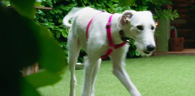 16:25: Hundehuset: Peaches igjen | NRK 2 | 3/2 2026