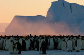 Planet Earth Season 1 (Narrator - David Attenborough): From Pole to Pole (Narrator - David Attenborough)