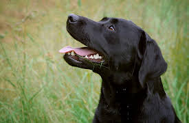 The Wonder of Dogs: A Dog for Every Job