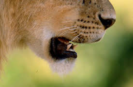 Wild Cats (Season 1): Africa