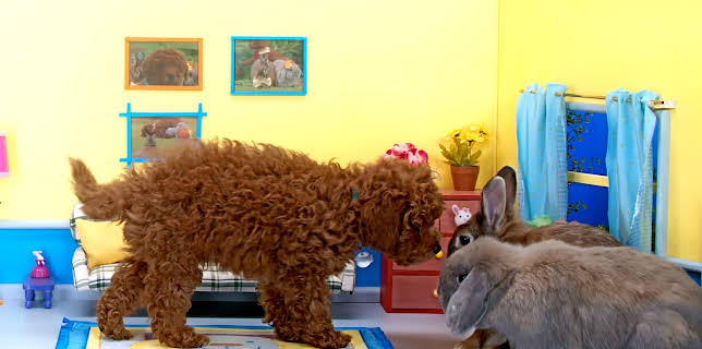 17:20: Rosin og Bolle: Fotografering | NRK Super | 1/23 2026