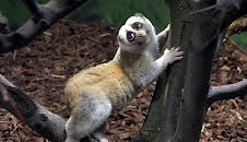 Panda, Gorilla & Co.