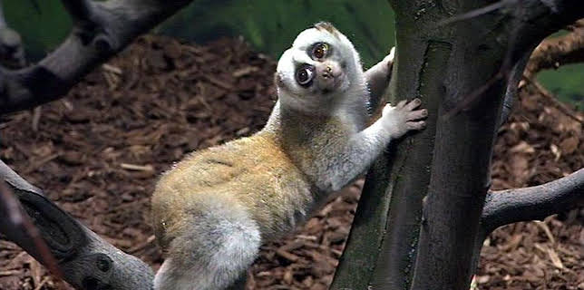 17:05: Panda, Gorilla & Co. | RBB Fernsehen | 1/30 2026