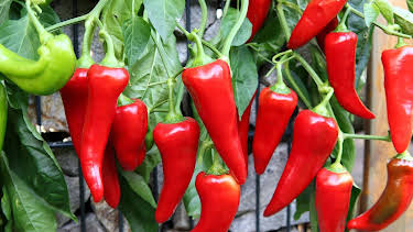 15:30: Schnittgut. Alles aus dem Garten | BR Fernsehen | 4/20 2026