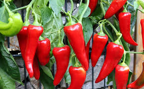 Schnittgut. Alles aus dem Garten