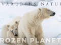 Världens natur: Frozen planet