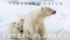Världens natur: Frozen planet