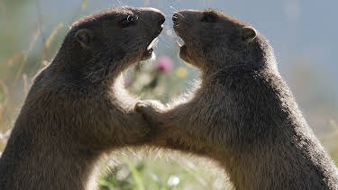 17:50: Wilder Frühling - Tierische Liebe zwischen Oberrhein und Zugspitze | Arte | 4/10 2026