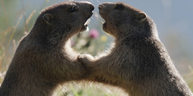 21:00: natur exclusiv | ARD Alpha | 3/19 2026