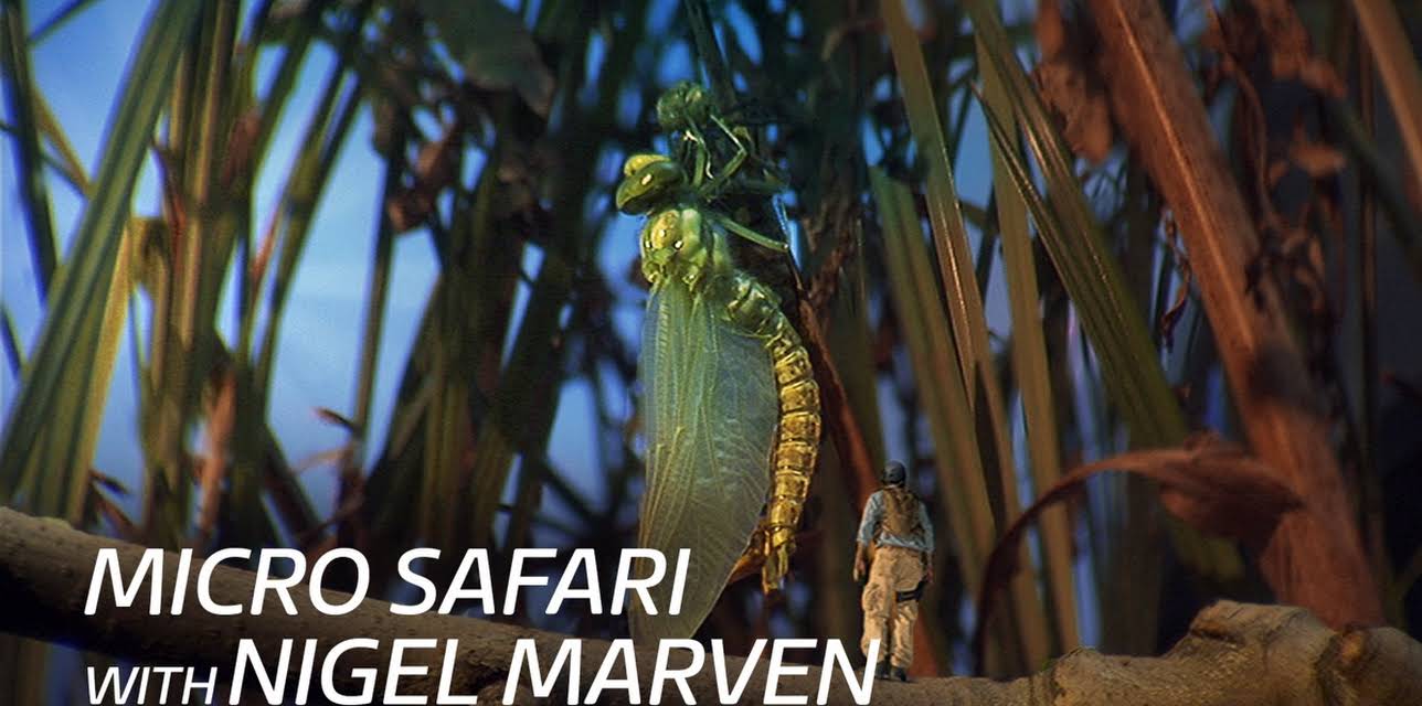 Micro Safari With Nigel Marven
