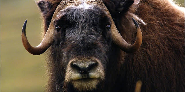 09:55: Abenteuer Wildnis | BR Fernsehen | 2/21 2026