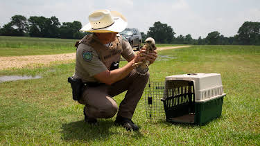 23:00: Lone Star Law  (S5 E5) (S5) | Animal Planet | 2/17 2026