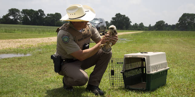 12:10: Lone Star Law  (S5 E5) (S5) | Animal Planet | 2/19 2026
