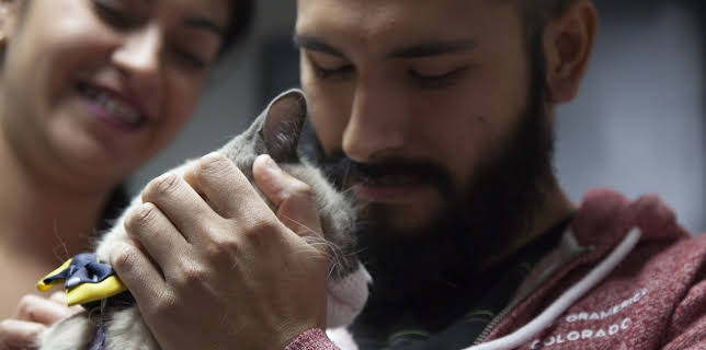 18:00: Dr. Jeff: Rocky Mountain Vet (S4 E18) (S4) | Animal Planet | 10/30 2025