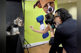 Petchannel Brasil: Lionel Falcon, Pet Photographer