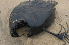 The Proof Is Out There: Unexplained Edition Season 1: Mysterious Underwater Creatures