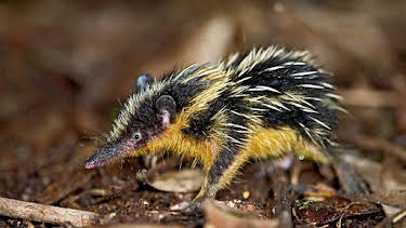 5:15 PM: Madagascar | BBC Two | 1/6 2026