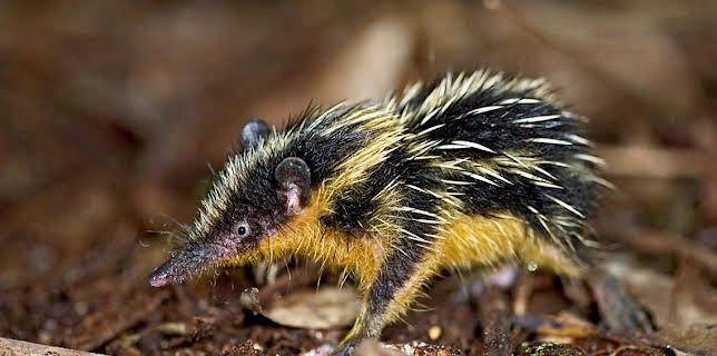 4:15 PM: Madagascar | BBC Two | 1/6 2026