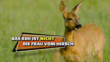 06:55: Das kleine 1x1 der Artenkunde | HR Fernsehen | 5/6 2026
