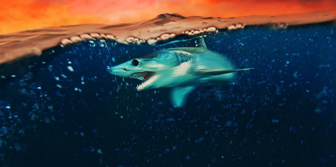 Mako Mania: Battle for California