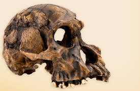 Early Humans: Ice, Stone, and Survival: Stones and Bones: The First Fossil Families