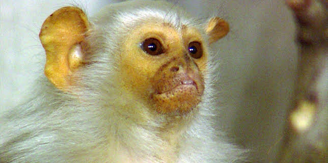 14:25: Elefant, Tiger & Co. (235) | MDR Fernsehen | 1/21 2026