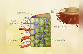 The Science of Gardening: Living Soils: Bacteria and Fungi