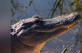America's 58 National Parks: Everglades