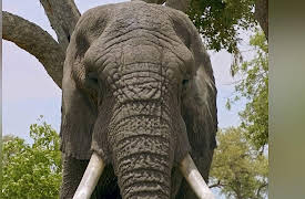 Dodo Heroes: Courage Up Close: Jabu's Brace Needs Work