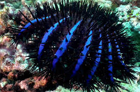 Shark Dive TV: Searching for Zebra Sharks in the Indian Ocean