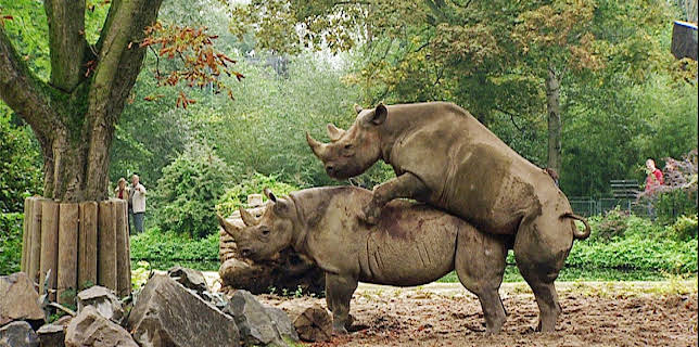 10:35: Elefant, Tiger & Co. (341) | MDR Fernsehen | 3/18 2026