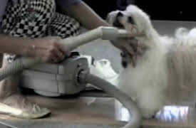 Funniest Pets and People: Season 1: Episode 212