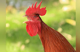 A Childrenâ€™s Guide to Folklore and Wonder Tales: "The Little Red Hen": Formula Tales