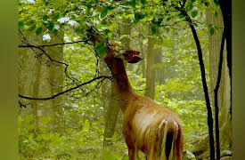 America's 58 National Parks: Shenandoah