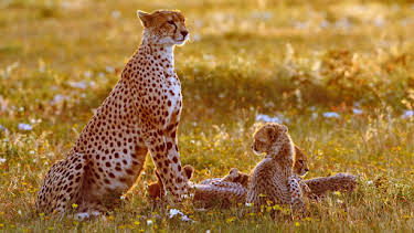 11:05: Abenteuer Wildnis | BR Fernsehen | 8/18 2026