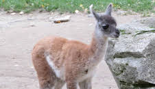 Giraffe, Erdmännchen & Co. (147)