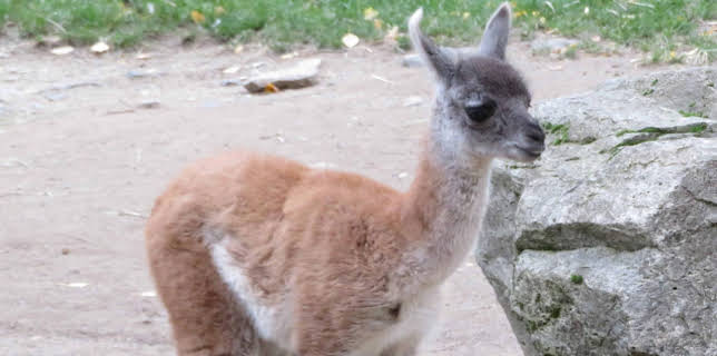 06:00: Giraffe, Erdmännchen & Co. (139) | HR Fernsehen | 12/22 2025