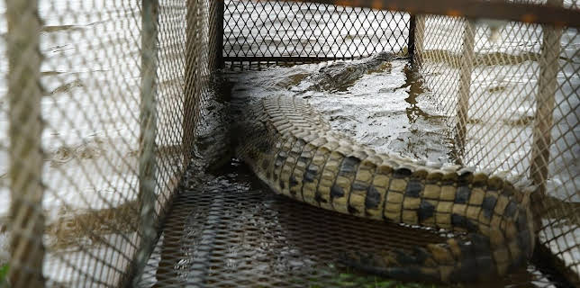 11:00 PM: Snakes In The City | Nat Geo Wild | 10/26 2025