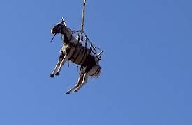 First on the Scene: Episode 13