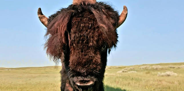 16:57: Naturerbe Kanada | Arte | 11/18 2025